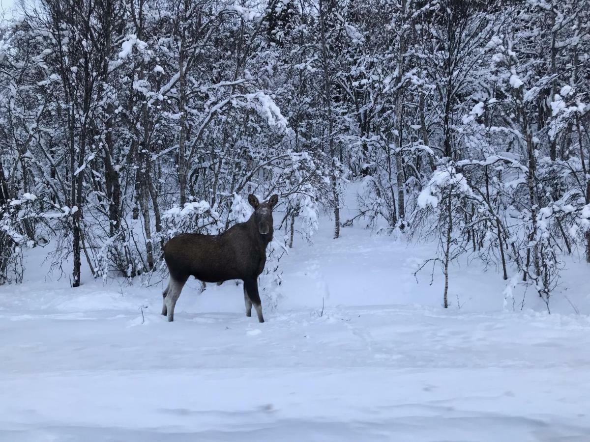 Narnia Lodge Lofoten Gimsoy Eksteriør billede